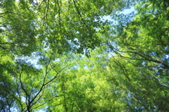 夏緑