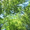 夏緑