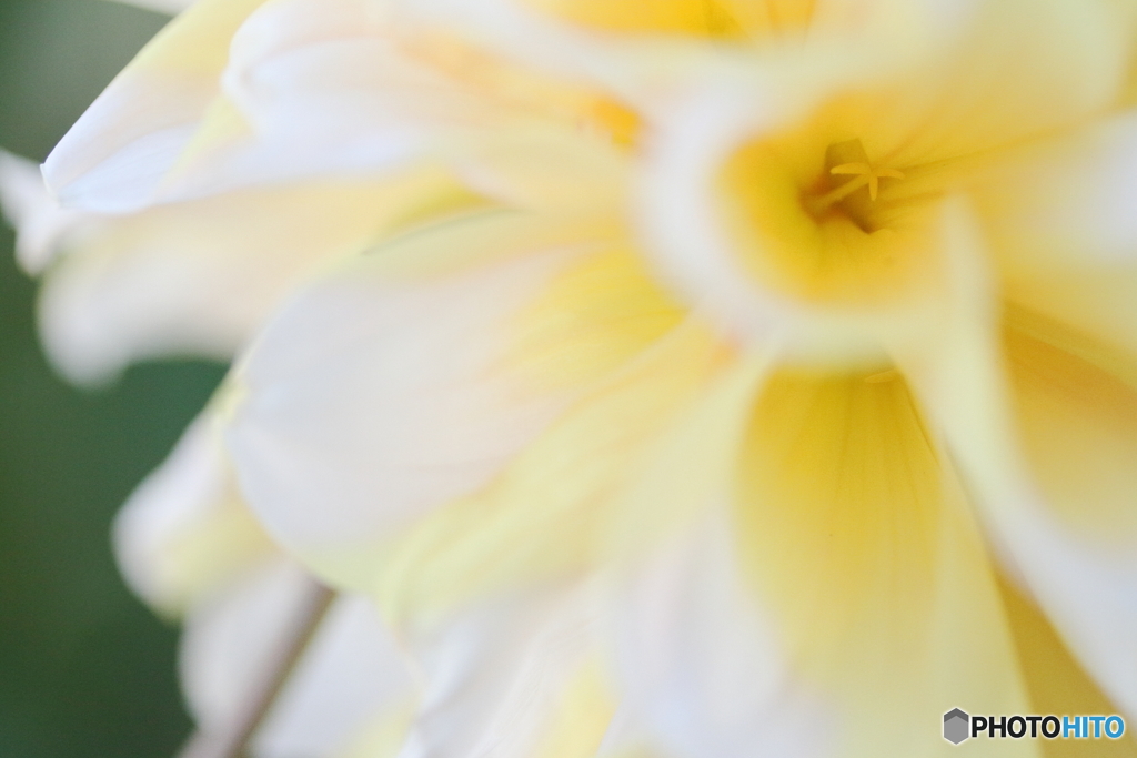 優雅ーダリアー