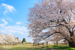牧場の春