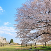 牧場の春