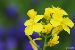 黄花