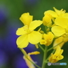 黄花