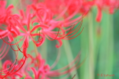 彼岸花3