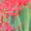 彼岸花3