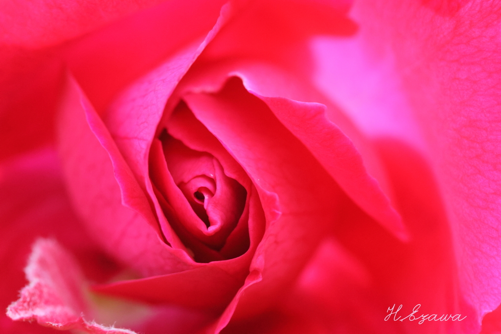 草笛の丘の薔薇5