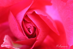 草笛の丘の薔薇5