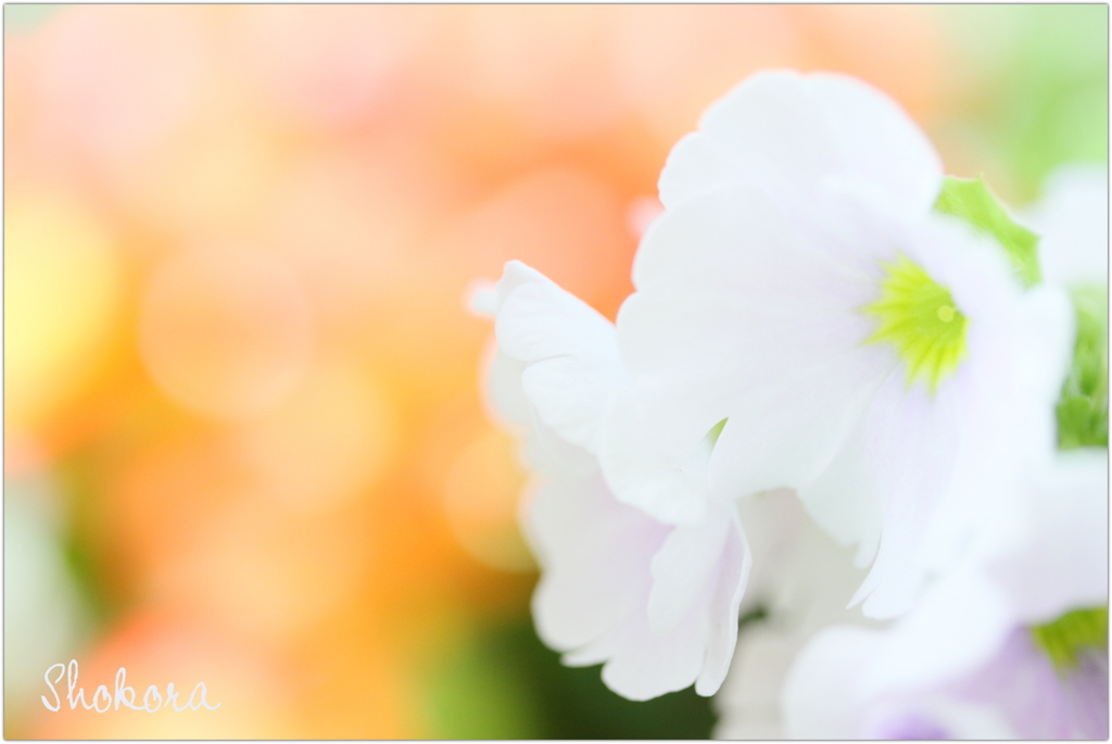 乙女桜