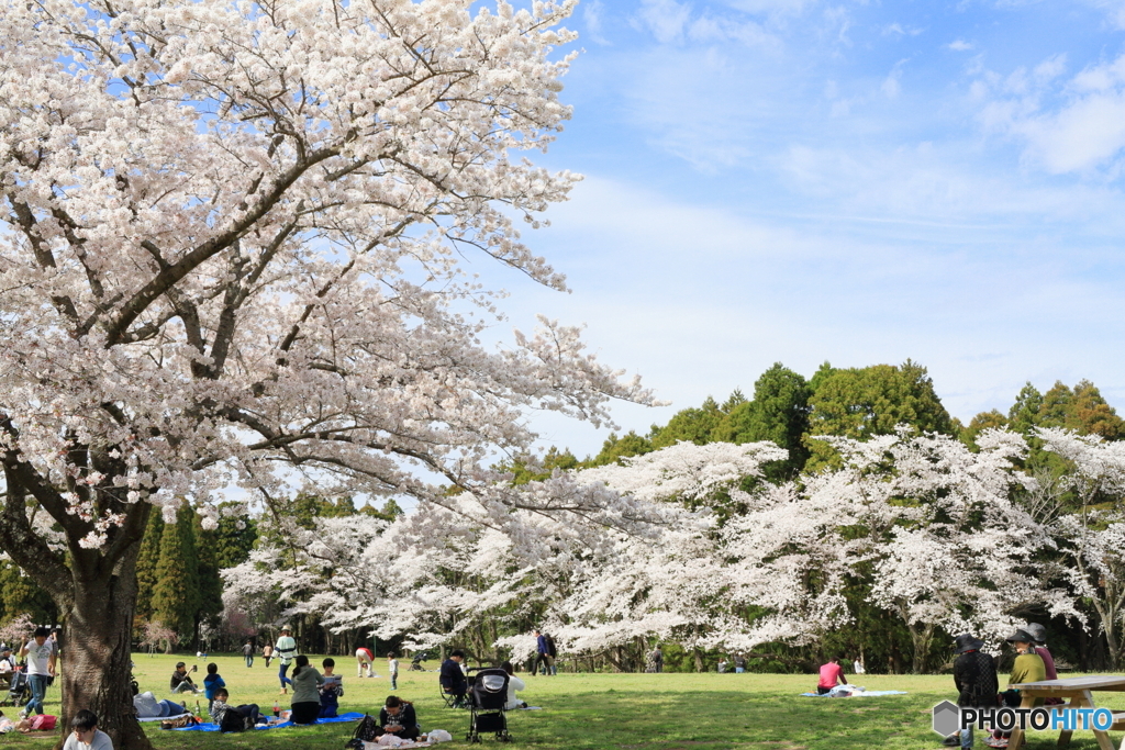 お花見日和