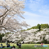 お花見日和