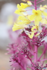 葉ボタンの花