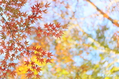 十枝の森の紅葉14