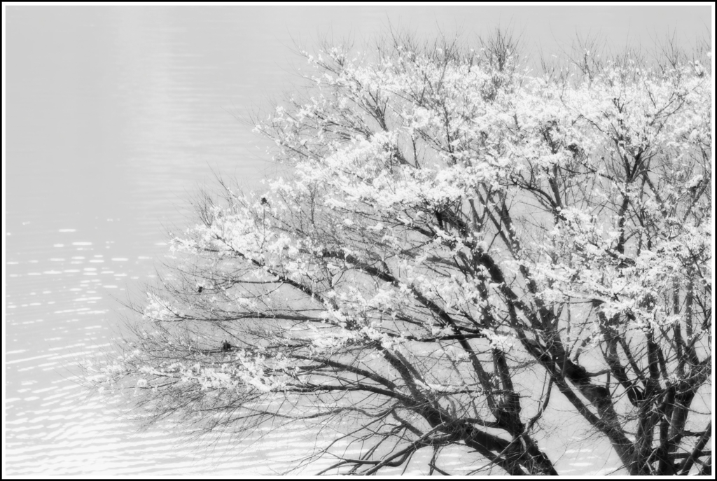 雪桜