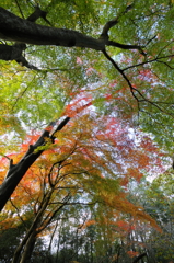 空を彩る