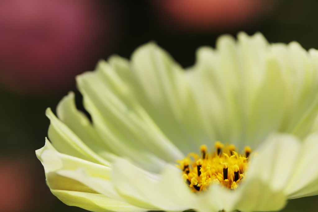 コスモスの輝き