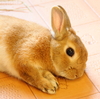 うさぎ