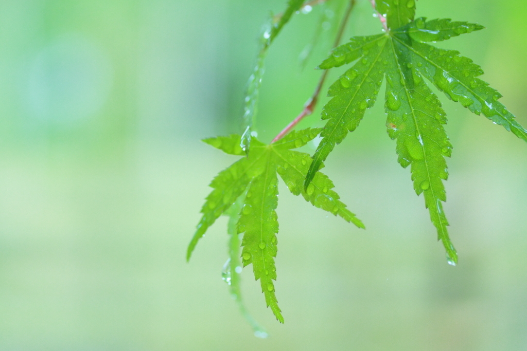 梅雨椛