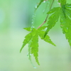 梅雨椛