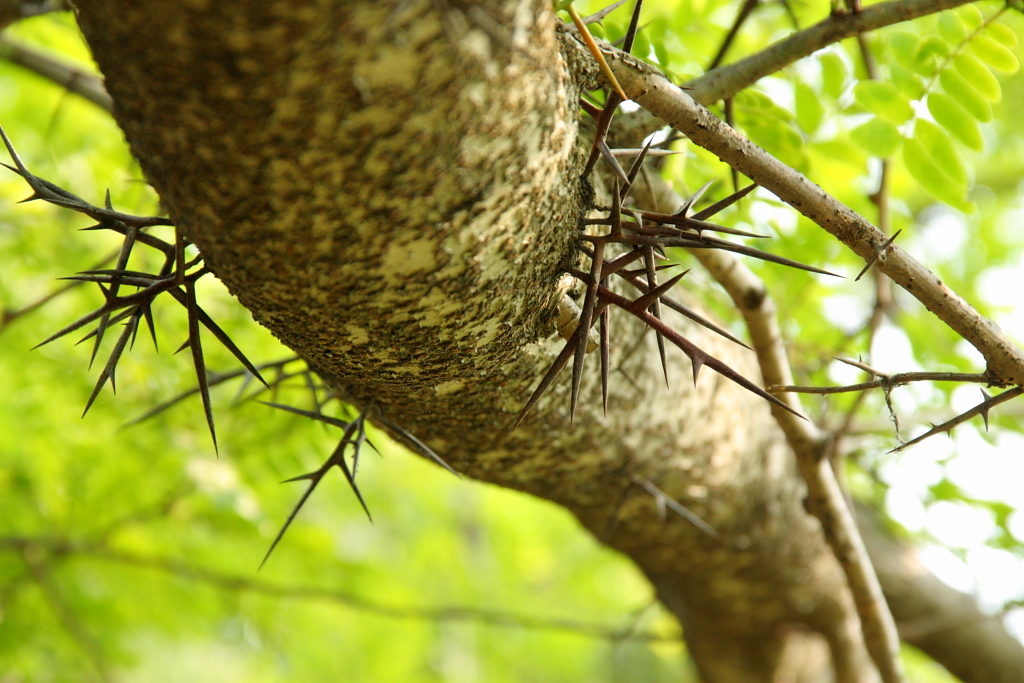 トゲのある木 by shokora （ID：604093） 写真共有サイトPHOTOHITO