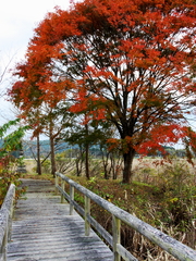 もみじ橋