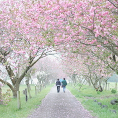 八重桜の小路