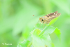 セセリ