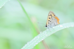 雨の日のベニⅡ