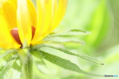 Autumn rudbeckia