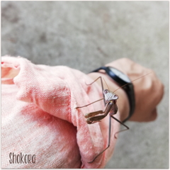 いつのまに(^^;) いつのまに(^^;)