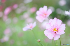 Pretty cosmos