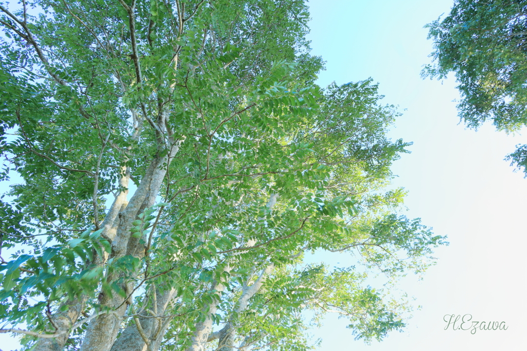 big green tree