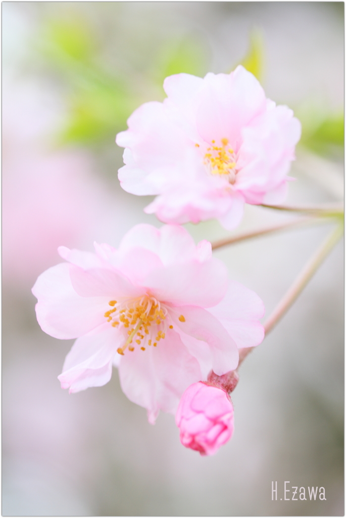 八重桜