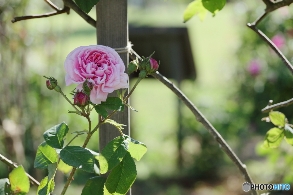 Rose garden