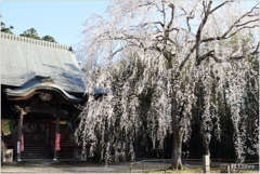 栄福寺の枝垂れ桜14