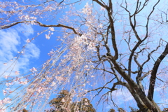 永福寺の枝垂れ桜7