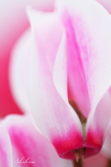 Shyness