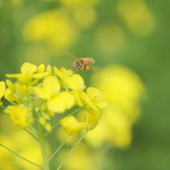 菜の花大好き