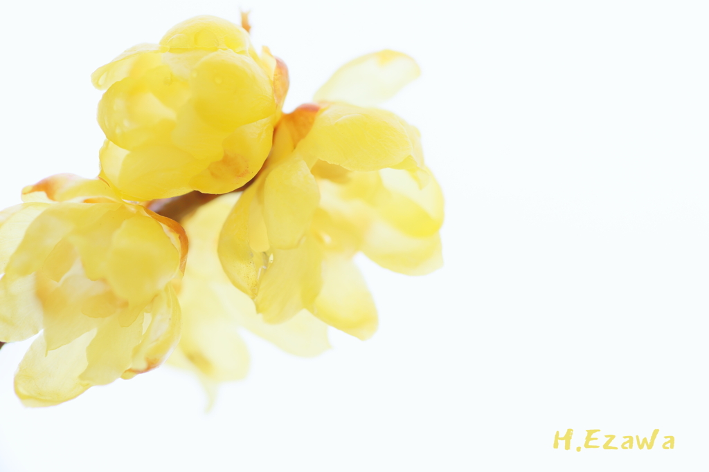 Wax plum