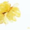Wax plum