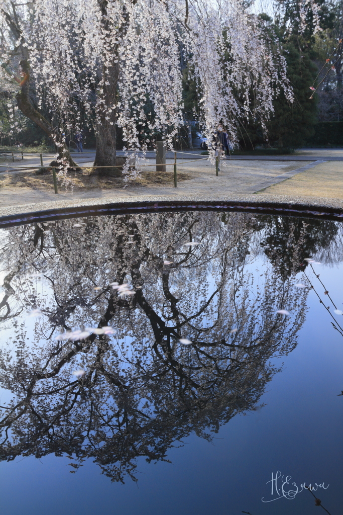 水に映る姫桜Ⅲ