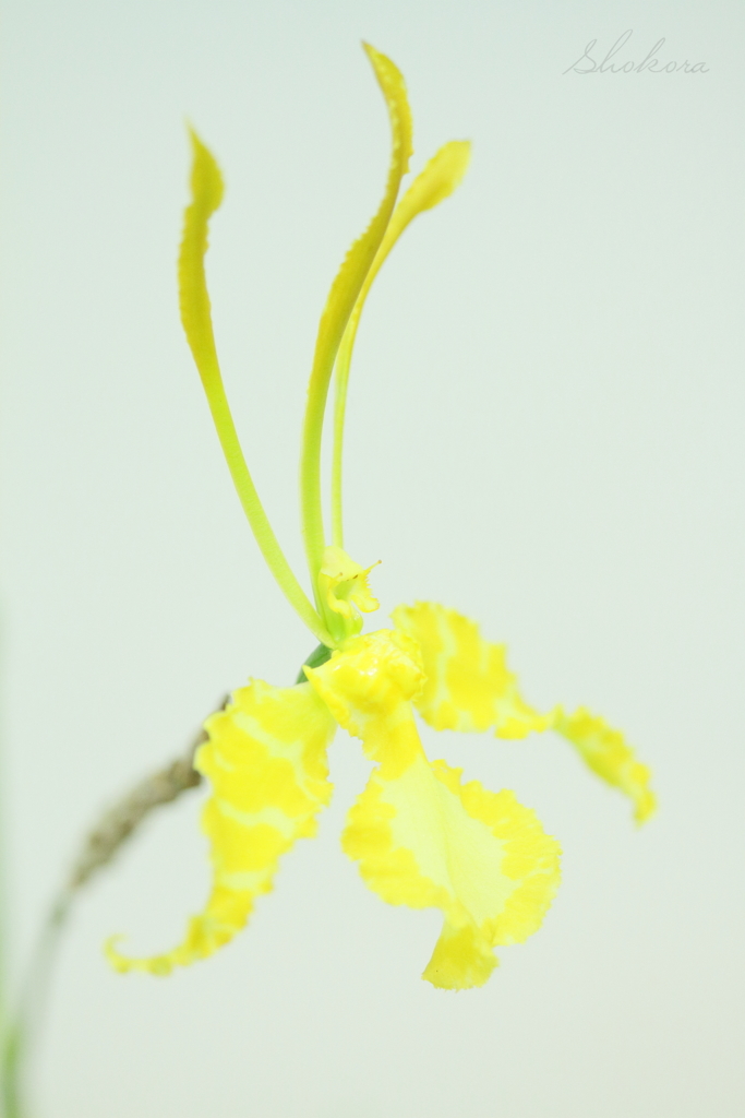 Yellow Orchid