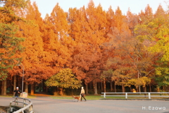 メタセコイアの公園5