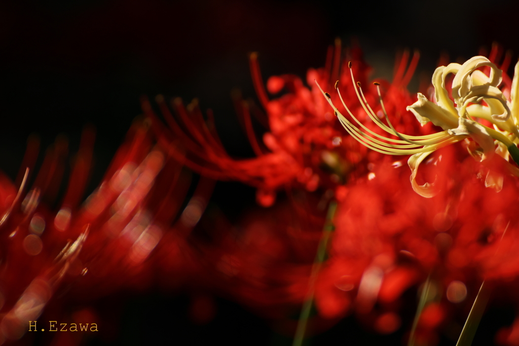 彼岸花5