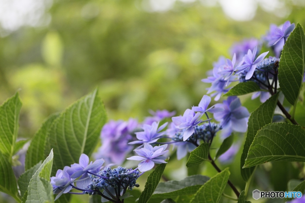 紫陽花