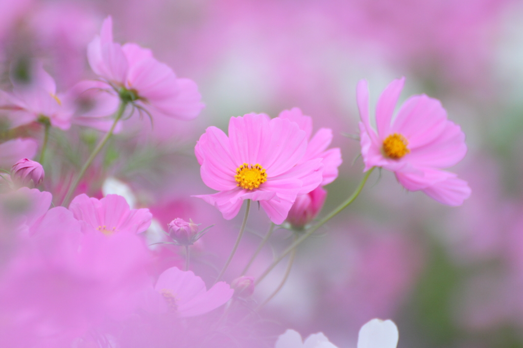 Cosmos garden