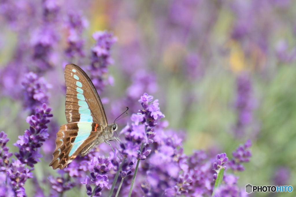 Blue line in the lavender