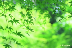 モミジの木陰