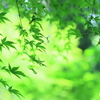 モミジの木陰