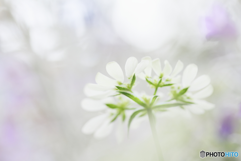 White fantasy