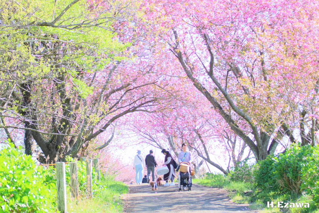 八重桜のトンネル